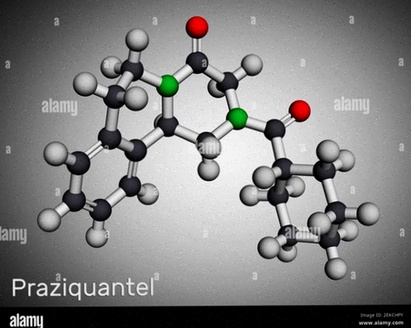 praziquantel